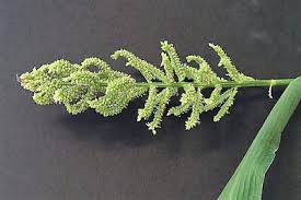 Image result for Echinochloa frumentacea