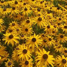Image result for Rudbeckia Paradisio