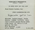 Image result for Hippocratea goetzei