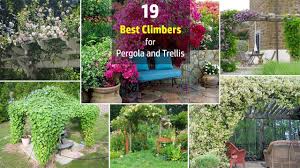 Maybe you would like to learn more about one of these? 19 Best Pergola Plants Youtube