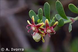 Image result for Periploca linearifolia
