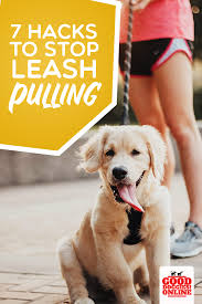 Teach your dog to walk to heel. How To Stop Dog From Pulling On Leash Leash Training Good Doggies Online Dog Training Good Doggies Online Bored Dog