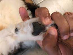 This is a type of skin condition where a dog develops especially dry, crusty, and sensitive skin on the bottom of their paws. Looks Like My Dog Has A Little Extra Pad On His Frontal Leg I Am Not Sure If It Healed From A Cut On His Carpal Pad Or It Is Petcoach