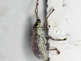 Image result for Volusia amboinensis