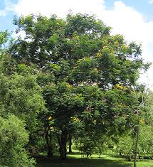 Image result for Limeum pterocarpum