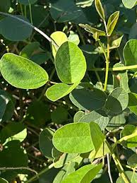 Image result for Canavalia rosea