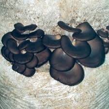 Maybe you would like to learn more about one of these? Mycelium Of Mushrooms Oyster Mushroom Kch Strain The Chinese Black Buy In Zaporozhe