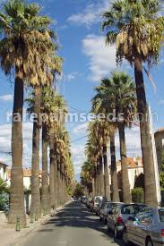 The mexican fan palm, washingtonia robusta. Washingtonia Filifera Washington Palm Buy Seeds At Rarepalmseeds Com