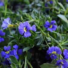 Image result for Goodeniaceae