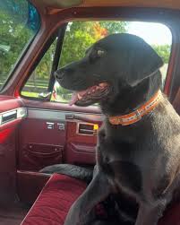 Glad Lee Brice's dog, Charlee, is back home ‼️🙏 Charlee went missing two  weeks ago, so Lee posted about it on social media the other day.  Fortunately, she was found within 24