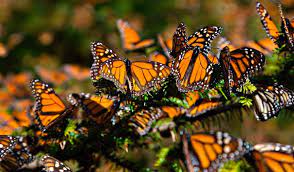 Donde Ver Mariposas Monarcas En Mexico Mariposa Monarca Danaus Plexippus Mariposas