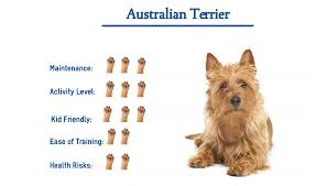 These beautiful pups will be available from 14/07/21 they have all been microchipped, vaccinated and had vet health checks. Australian Terrier Everything You Need To Know At A Glance