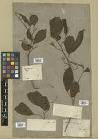 Image result for Antidesma membranaceum