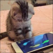 Looking for a gif that i simply can't find anymore (self.funnycatgifs). Millennials These Days Are So Addicted To Their Technology Refinery29 Http Www Refinery29 Com 2016 06 112204 Funny Cat Gifs Sl Cats Funny Cats Cute Animals