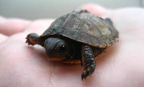 Roundworms and other internal parasites are frequently found in turtles and don't usually show obvious symptoms. A List Of Small Pet Turtles That Stay Small The Turtle Hub