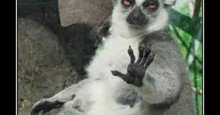 i need this on a paddle card available to flip up and activate at any time lol funny animal photos funny animal pictures animal captions