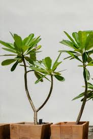 Image result for Plumeria rubra