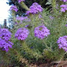 Image result for Verbena × teasii