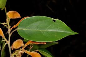 Image result for Ellipanthus