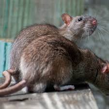 How To Get Rid Of Rats Naturally Getting Rid Of Rats Getting Rid Of Mice Rat Infestation