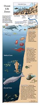 Learn About Oceans On Exploringnature Org Ocean Underwater Ocean Ocean Life