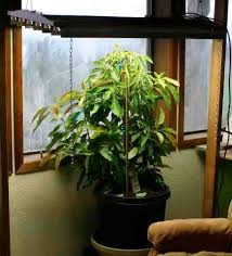 My New Indoor Avocado Tree Jpg Indoor Avocado Tree Avocado Tree Tropical Greenhouses