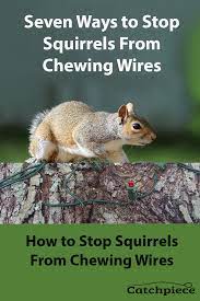 Stop Squirrels From Chewing Wires Squirrel Animals Holiday Lights
