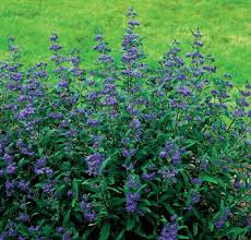 Image result for Caryopteris odorata