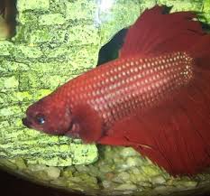 Betta fish, also referred to as siamese fighting fish are commonly kept as pets within one's office or home. Male Betta Swollen Face Won T Eat My Aquarium Club