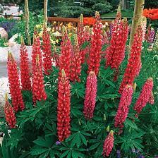 Pin On Bulk Flower Seed For Sale