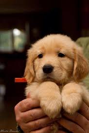 Golden Retriever Pup Golden Retriever Sevimli Kopek Yavrulari Yavru Kopek