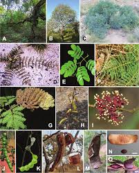 Image result for Elephantorrhiza suffruticosa