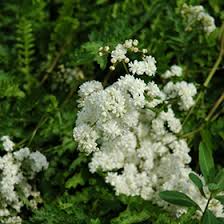 Image result for Vernonia filipendula