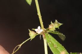 Image result for Oldenlandia angolensis