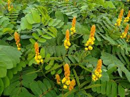 Image result for Caesalpinia sappan