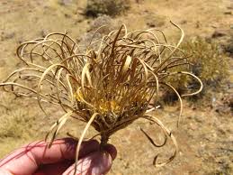 Image result for Geigeria africana