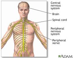 The peripheral nervous system consists of sensory neurons, ganglia (clusters of neurons) and nerves that connect the central nervous system to arms. Central Nervous System And Peripheral Nervous System Medlineplus Medical Encyclopedia Image