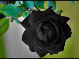 Bouquet of beautiful pink roses. Top 10 Beautiful Flowers Rose Rose Flower Beautiful Roses Beautiful Rose Flowers Part 1 Youtube