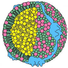 Resultado de imagen para COLESTEROL LDL