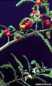 Image result for Solanum tettense