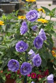 Bellflower La Belle Campanula Persicifolia 24 Tall Blooms July September Double Flowers Summer Flowers Garden Plants Beautiful Flowers