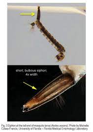 Mosquitoes