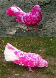 pin on birds