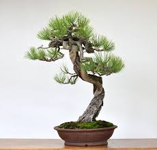 It is a treasure for gardens, especially ones with limited space. Care Guide For Pine Bonsai Species Pinus Bonsai Empire