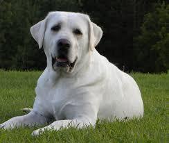 Labrador puppies for sale duluth mn. Silver Labrador Puppies For Sale Mn Bmo Show