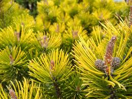 We did not find results for: Young Pine Buds In Spring Pinus Mugo Dwarf Mountain Pine Mugo Pine Pinus Mugo Winter Gold Stock Photo Picture And Royalty Free Image Image 132058965