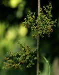 Image result for Scepocarpus hypselodendron