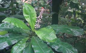 Image result for Palisota