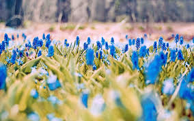 Multiple sizes available for all screen sizes. 29 Beautiful Spring Wallpapers For Desktop Design Trends Premium Psd Vector Downloads