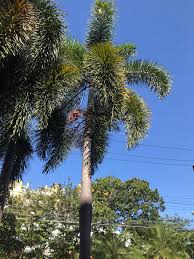 Image result for Wodyetia bifurcata